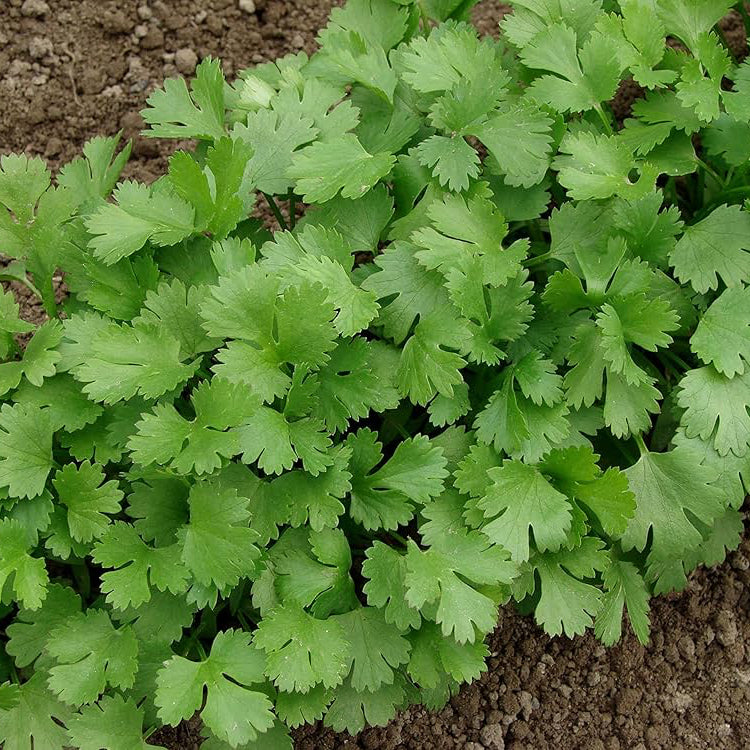 Coriander Seeds ¨C Dual-Purpose Herb Garden Variety