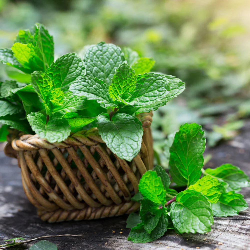 Wild Mint Seeds for Planting Mentha Arvensis herb garden shaded corner for Planting, Premium Vegetable Seeds | Heirloom