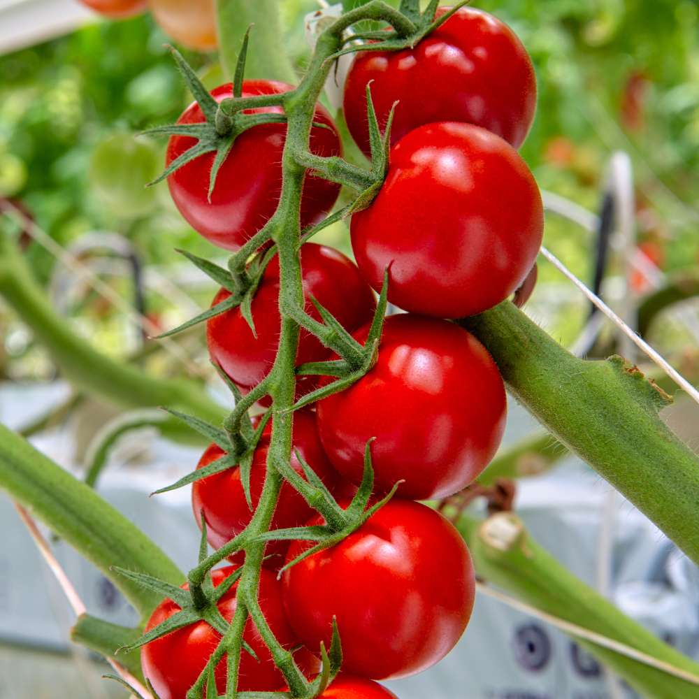 Solanum Trilobatum Cherry Vegetable Seeds for Planting in Vegetable Patch for Planting, Premium Seeds | Heirloom Non-GMO