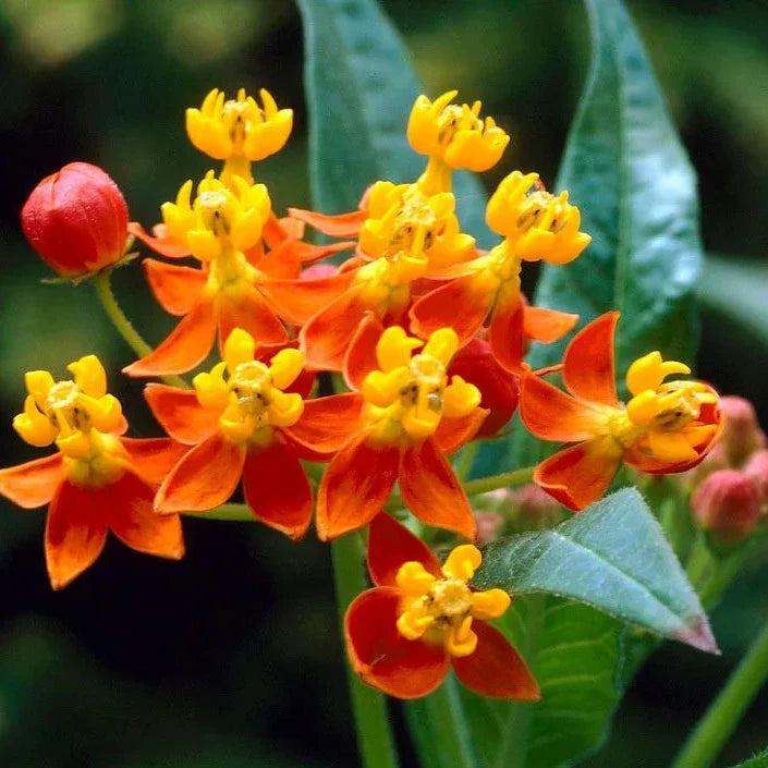 Asclepias (Milkweed) Flower Seeds for Planting ¨C Native Pollinator Garden Variety Heirloom Non-GMO Seeds