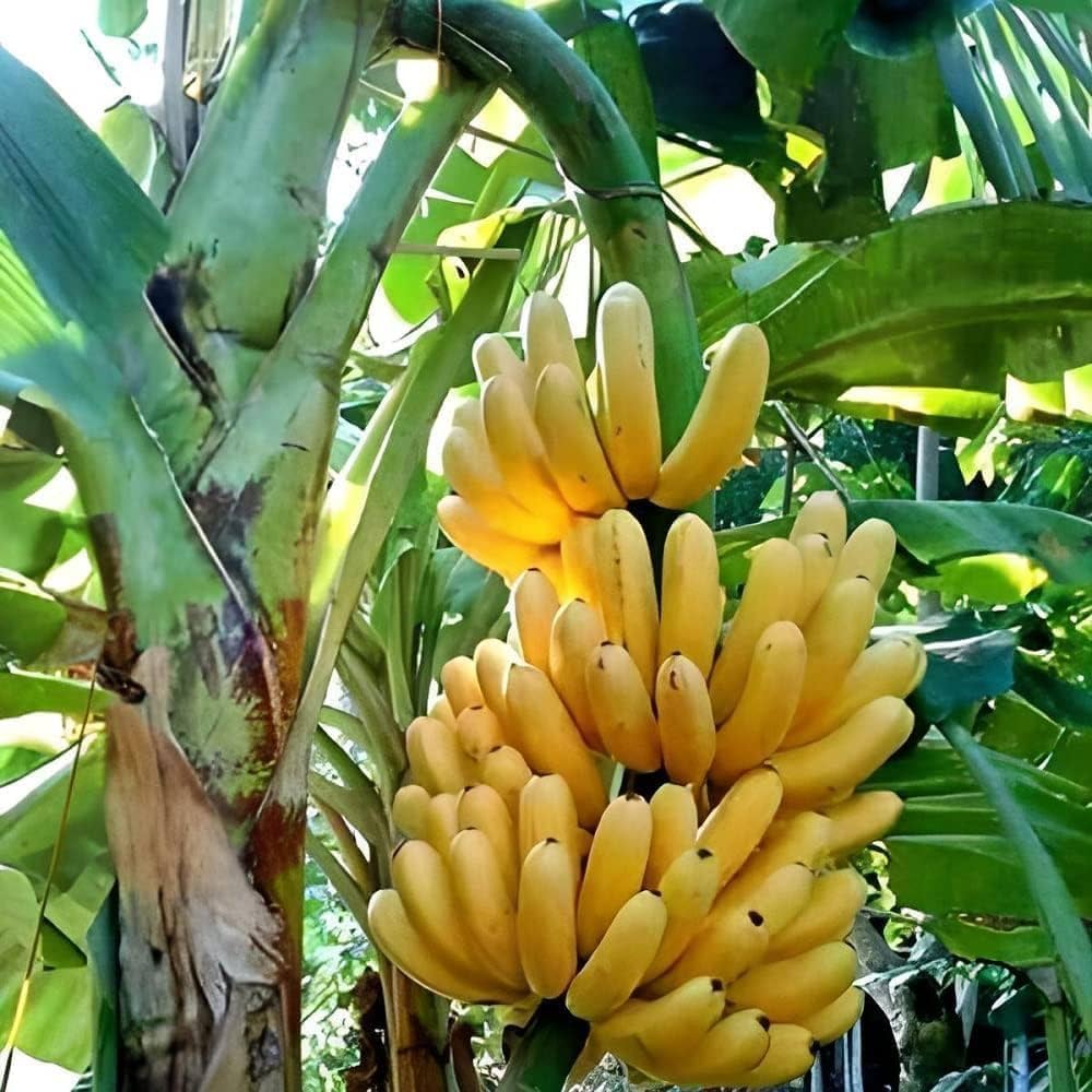 Banana Musa Acuminata Fruit Seeds Tropical Fruit Seeds for Home Gardens, Containers & Outdoor Growing
