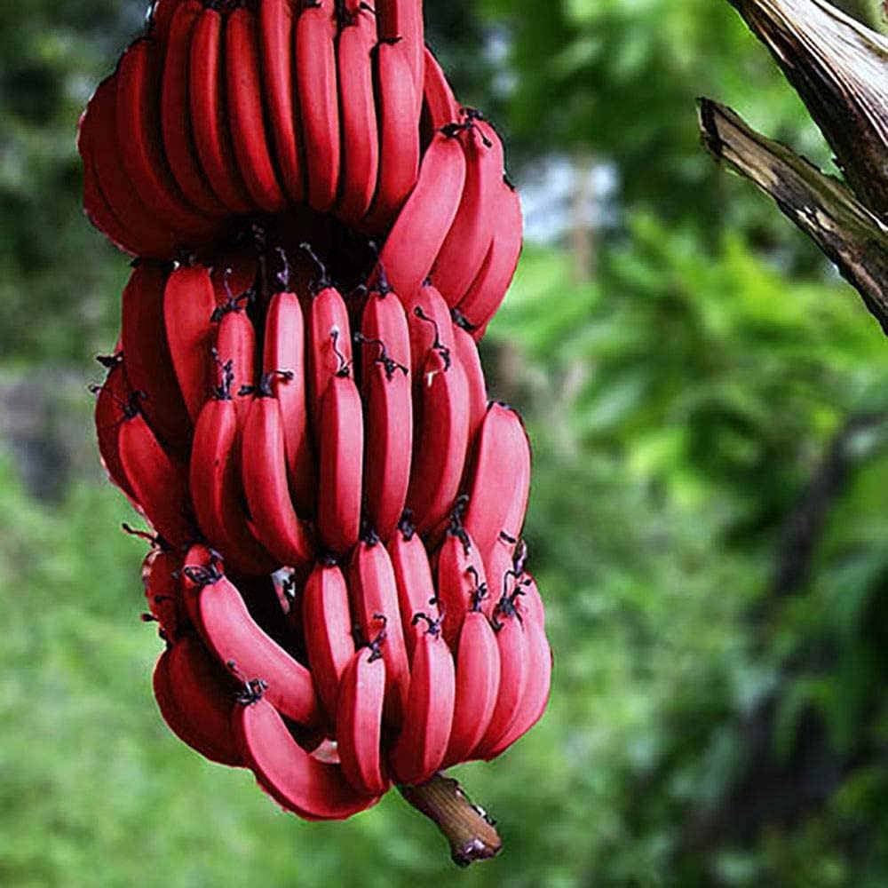 Banana Seeds for Planting Musa Acuminata tropical garden backyard orchard Tropical Fruit Seeds for Home Gardens, Containers & Outdoor Growing