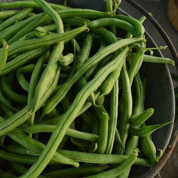 Bean Phaseolus spp Vegetable Seeds for Planting in Garden and Vegetable Patch for Planting, Premium Vegetable Seeds | He