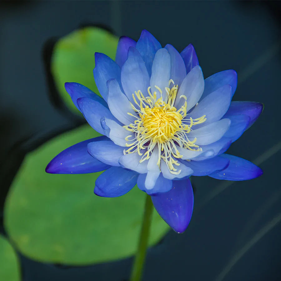 Blue Lotus Flower Seeds for Planting ¨C Exotic Aquatic Water Garden Variety Heirloom Non-GMO Seeds