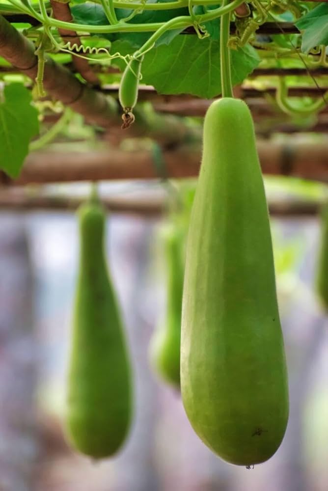 Bottle Gourd Lagenaria siceraria Vegetable Seeds for Planting, Premium Seeds | Heirloom Non-GMO
