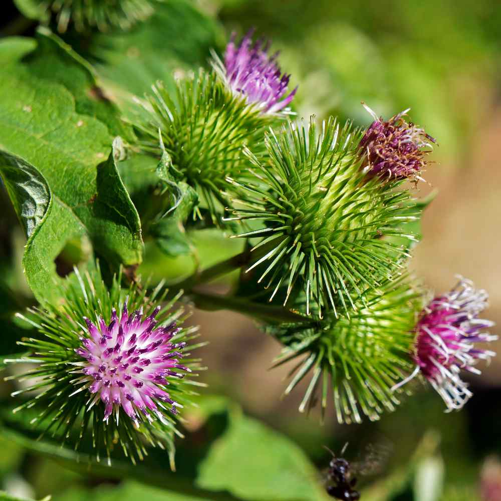 Burdock Seeds | Heirloom Non-GMO Herb Seeds for Home Gardens