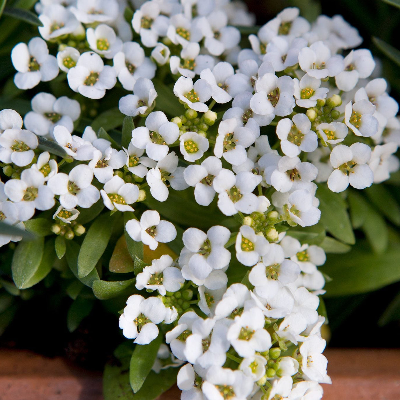 Alyssum Flower Seeds ¨C Fragrant Blooming Ground Cover Variety