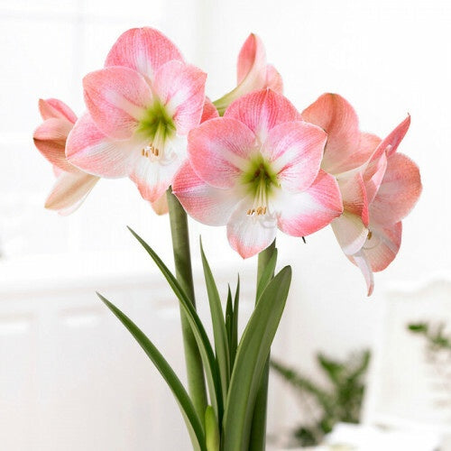 Amaryllis ¡®Apple Blossom¡¯ Flower Seeds for Planting ¨C Large Blooming Indoor Variety Heirloom Non-GMO Seeds