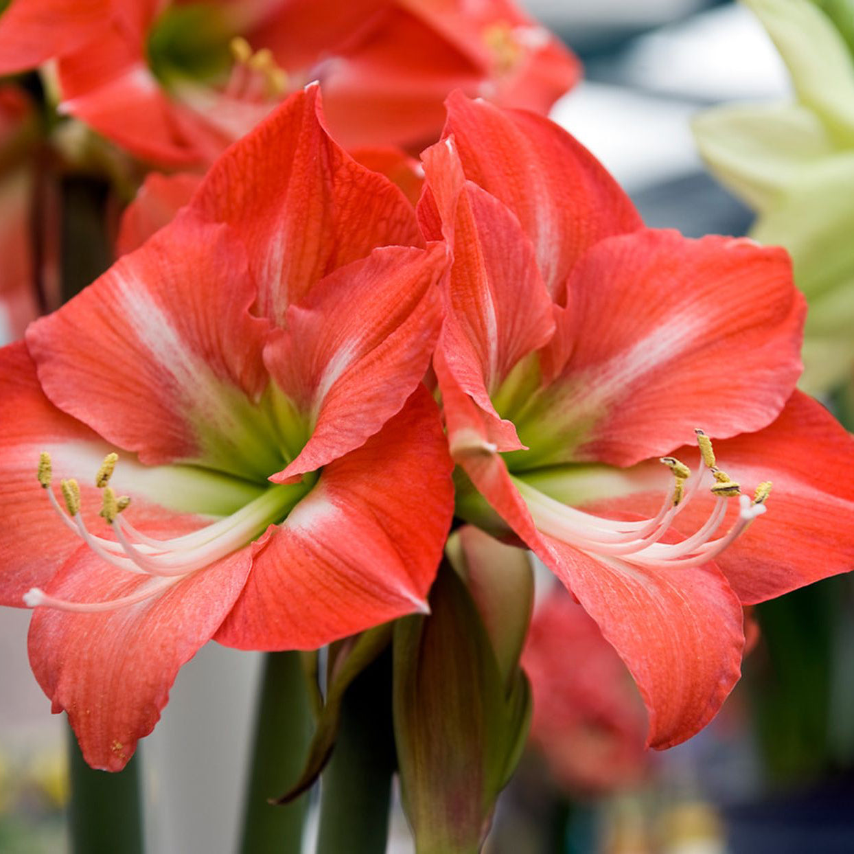 Amaryllis Flower Seeds for Planting ¨C Large Blooming Ornamental Garden Variety Heirloom Non-GMO Seeds