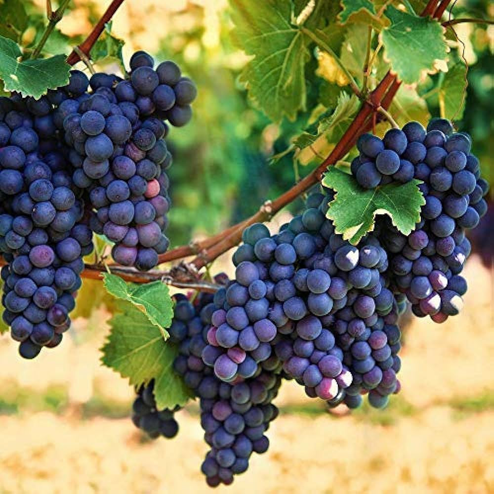 Black Grape Seeds Fruit Vine Seeds for Home Gardens, Trellises & Outdoor Growing