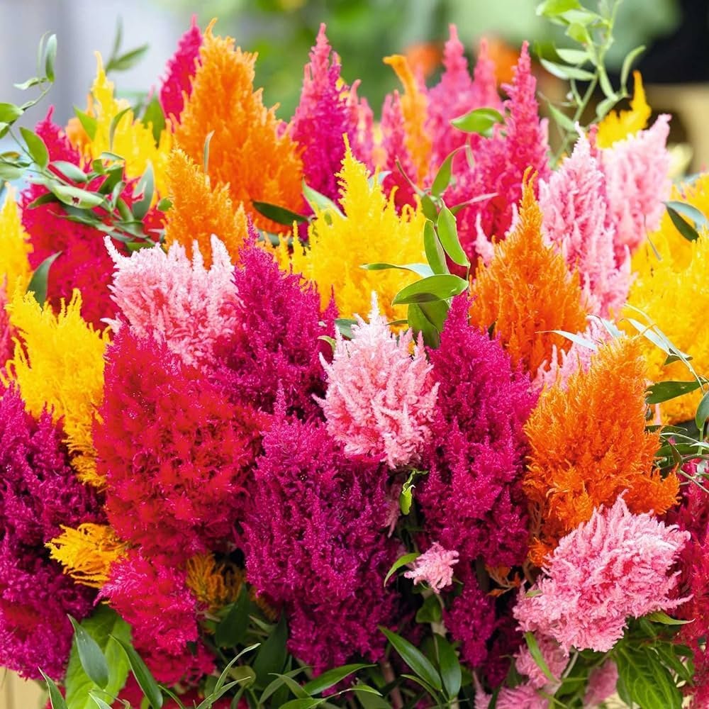 Celosia Flower Seeds ¨C Vibrant Blooming Garden Variety