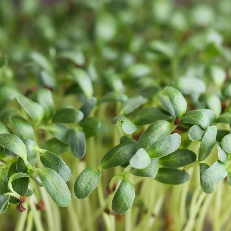 Fenugreek Herb Seeds | Heirloom Non-GMO Herb Seeds for Home Gardens