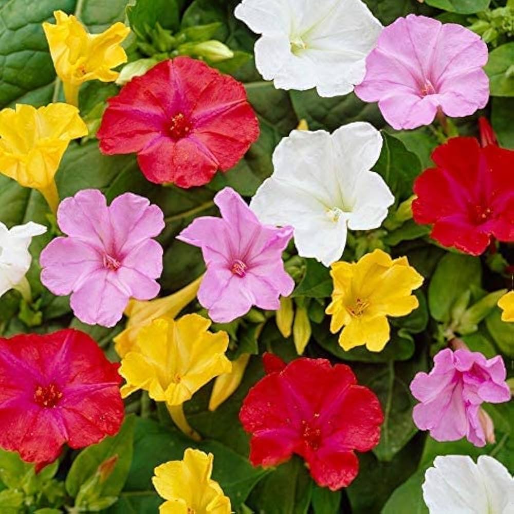 Four O¡¯Clock Flower Seeds for Planting ¨C Fragrant Multi-Color Garden Variety Heirloom Non-GMO Seeds