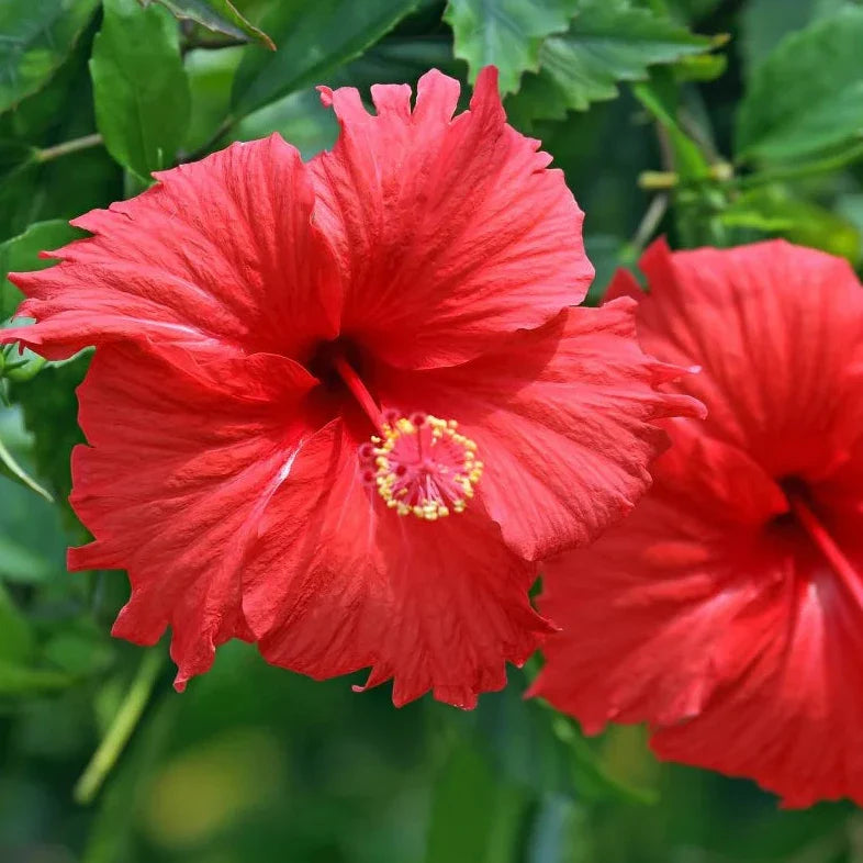 Hibiscus Flower Seeds ¨C Tropical Blooming Ornamental Garden Variety