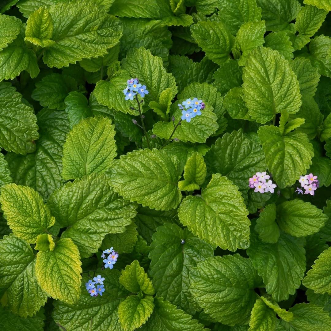 Lemon Balm Herb Seeds | Heirloom Non-GMO Herb Seeds for Home Gardens