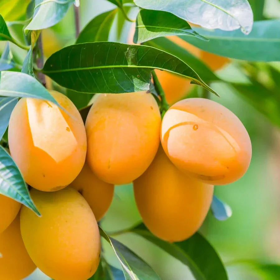Mango Tree Seeds Fruit Tree Seeds for Home Gardens, Containers & Outdoor Growing