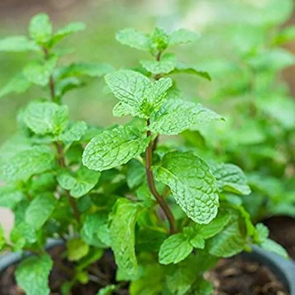 Mint Herb Seeds ¨C Fragrant Perennial Garden Variety