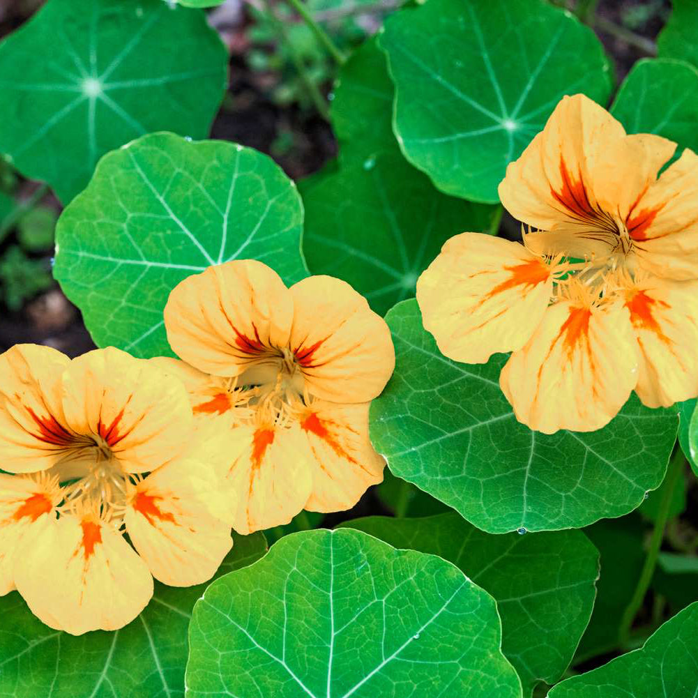Nasturtium Flower Seeds ¨C Easy-Growing Trailing Garden Variety