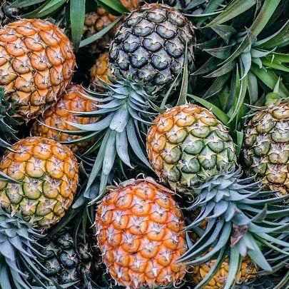 Pineapple Plant Seeds ¨C Tropical Fruiting Garden Variety
