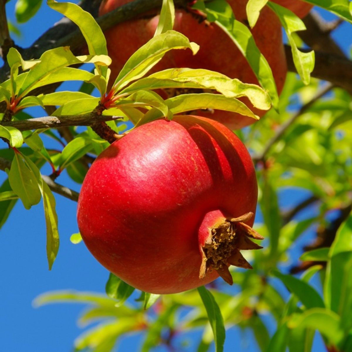Pomegranate Tree Seeds ¨C Hardy Fruiting Garden Variety