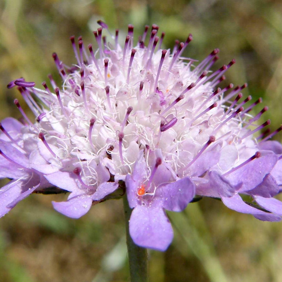 Scabiosa Flower Seeds ¨C Pincushion Flower Mix for Garden & Borders