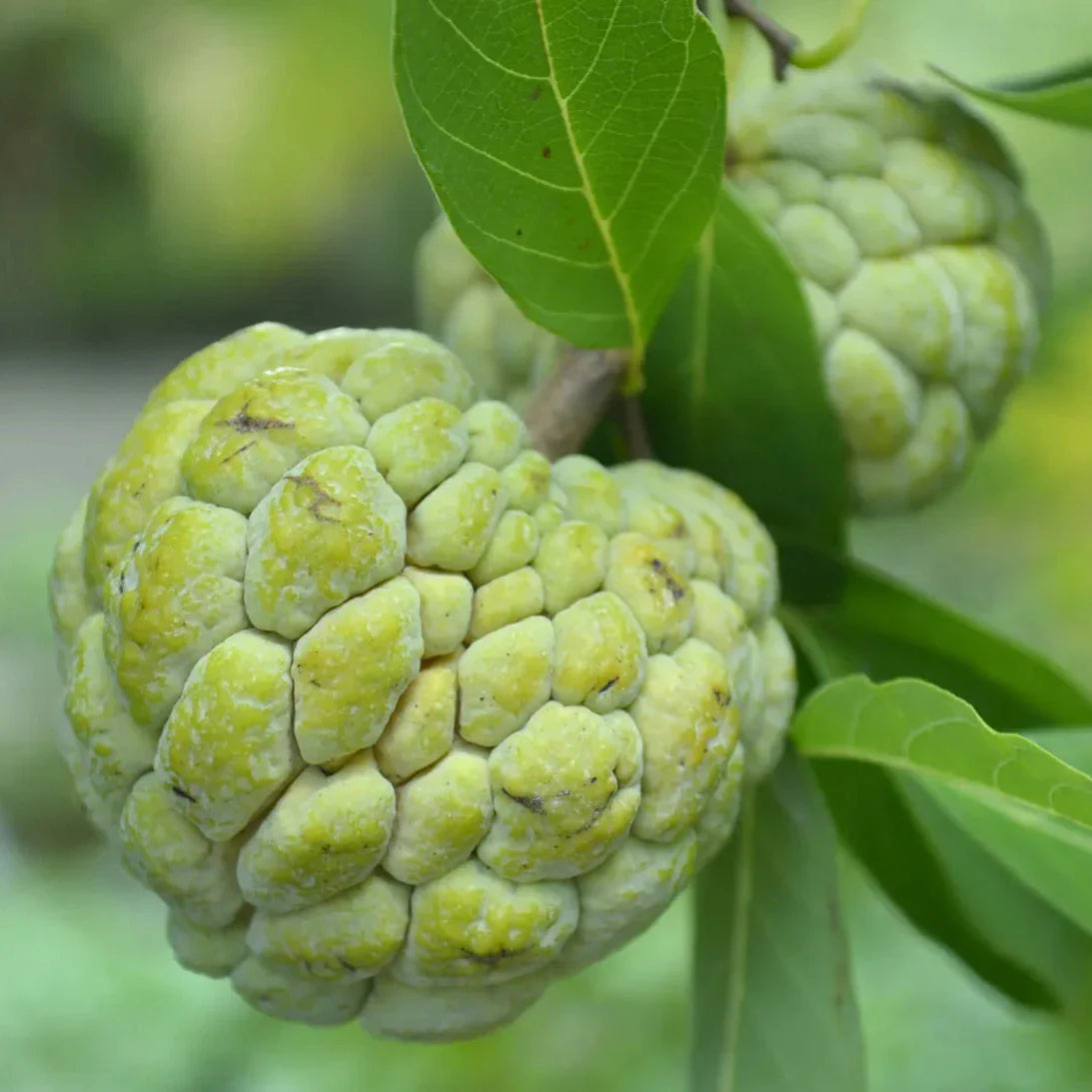 Sugar Apple Tree Seeds ¨C Tropical Sweet Fruiting Garden Variety