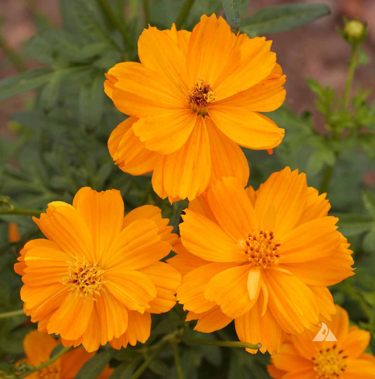 Sulphur Cosmos Flower Seeds for Planting ¨C Bright Orange-Yellow Blooming Variety Heirloom Non-GMO Seeds