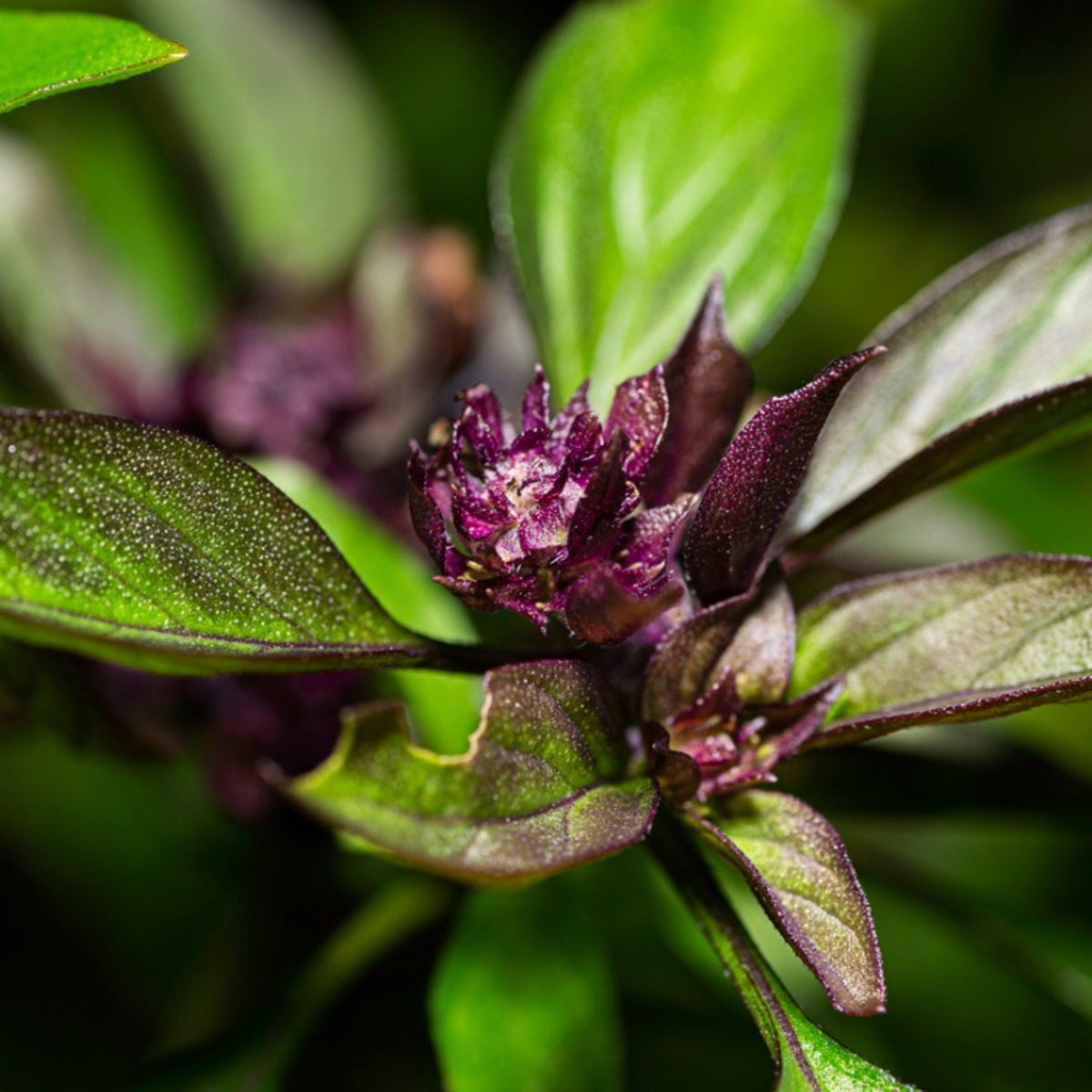 Thai Basil Herb Seeds | Heirloom Non-GMO Herb Seeds for Home Gardens
