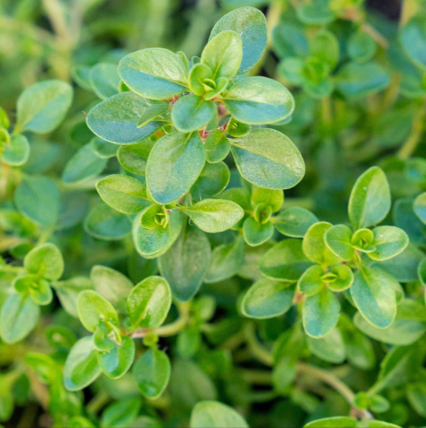 Thyme Herb Seeds | Heirloom Non-GMO Herb Seeds for Home Gardens