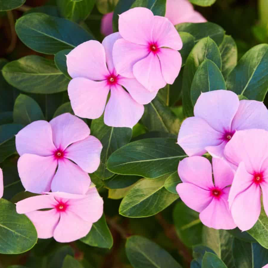 Vinca Flower Seeds ¨C Heat-Tolerant Blooming Garden Variety