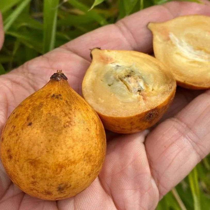 Caimitillo Chrysophyllum cainito Fruit Seeds for Planting in Tropical Garden Fruit Seeds for Home Gardens, Containers & Outdoor Growing