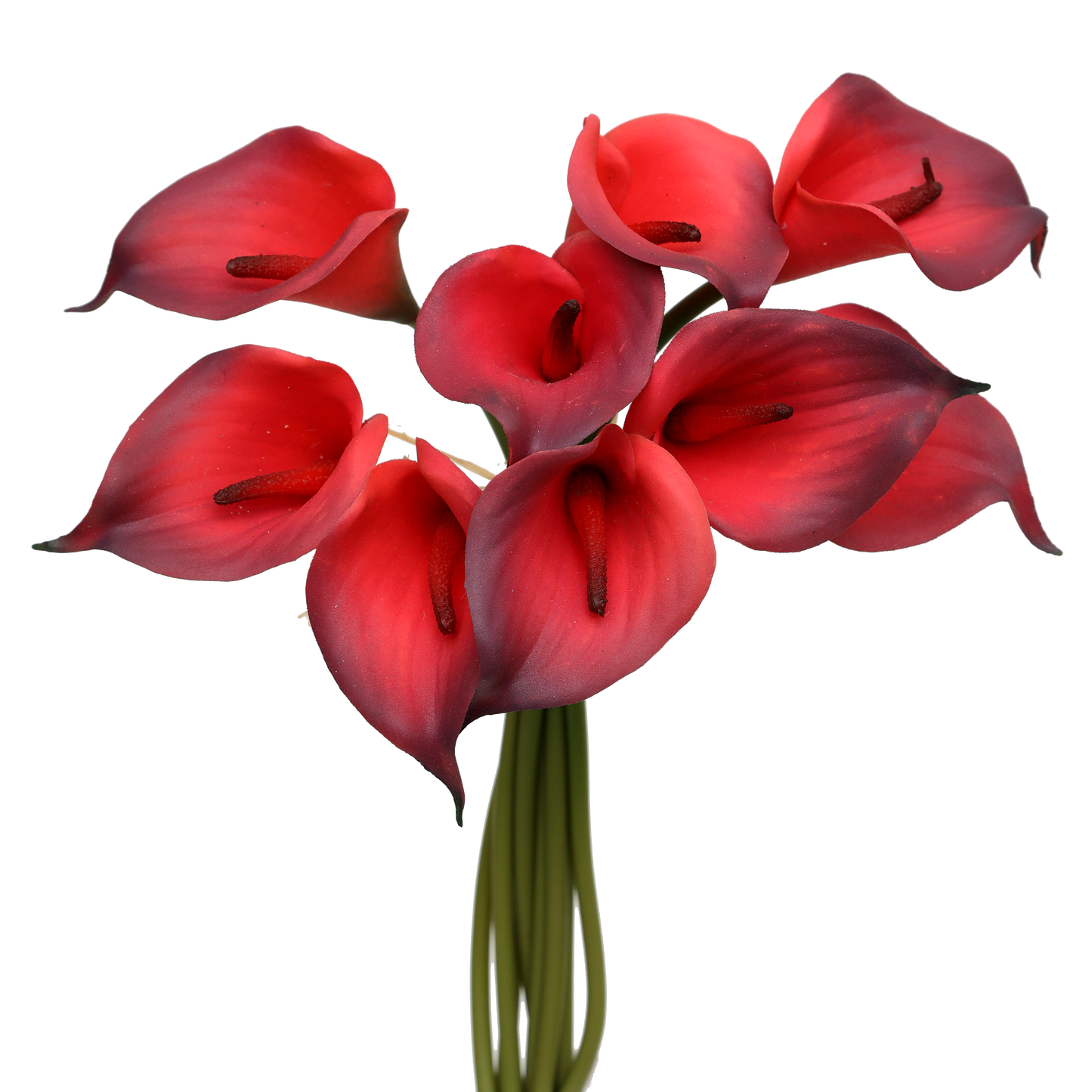 Calla Lily Flower Seeds ¨C Elegant Blooming Ornamental Variety