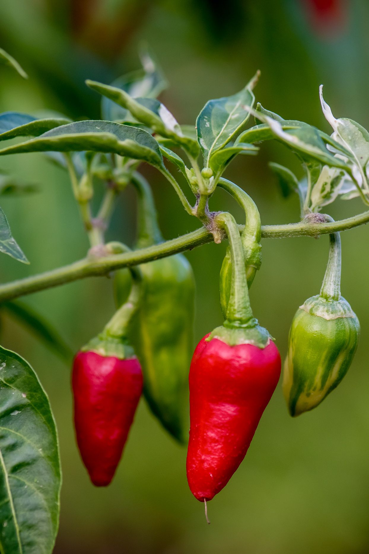 Pepper Seeds for Planting Capsicum Annuum vegetable patch urban garden for Planting, Premium Vegetable Seeds | Heirloom