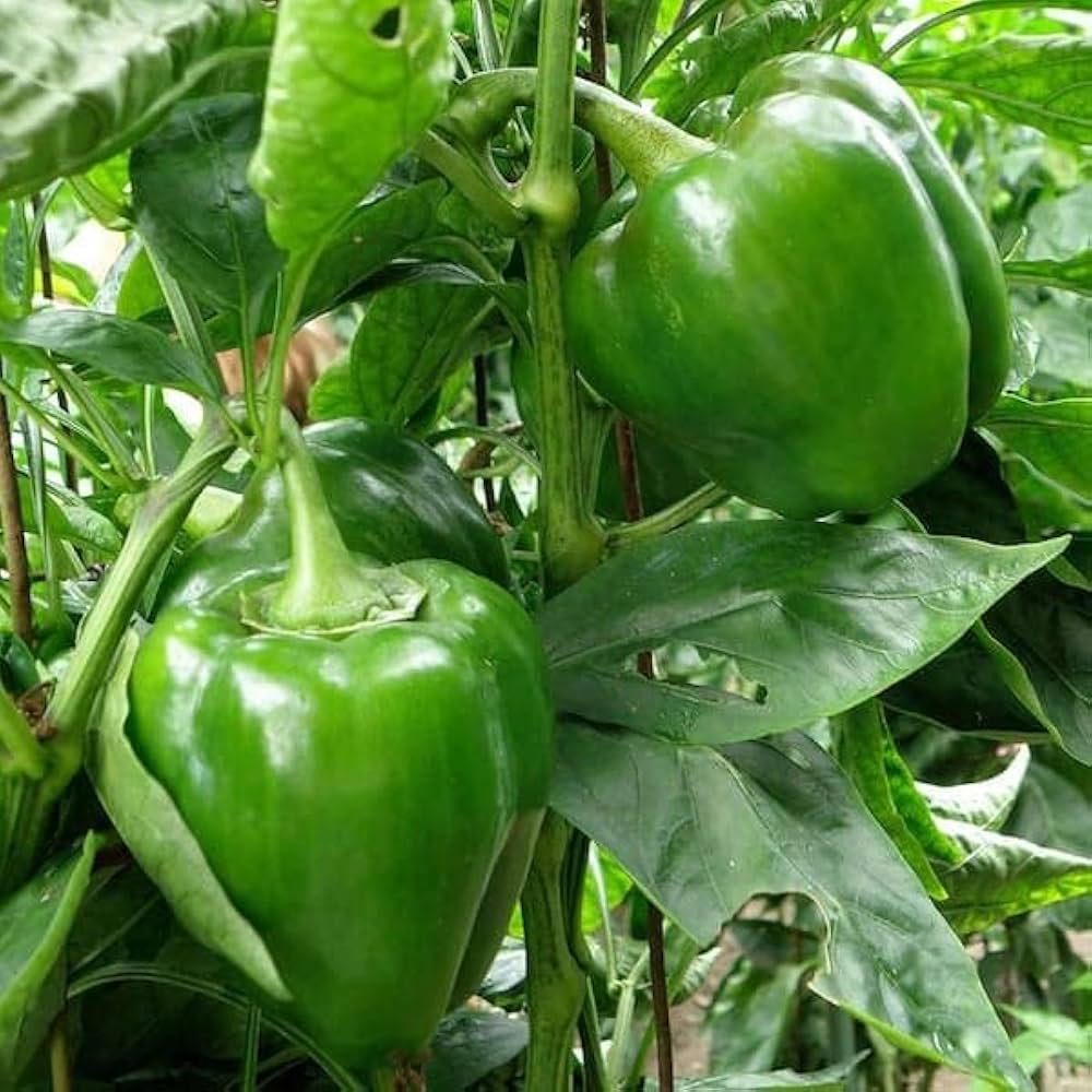 Capsicum Capsicum spp Vegetable Seeds for Planting in Vegetable Patch and Garden for Planting, Premium Seeds | Heirloom