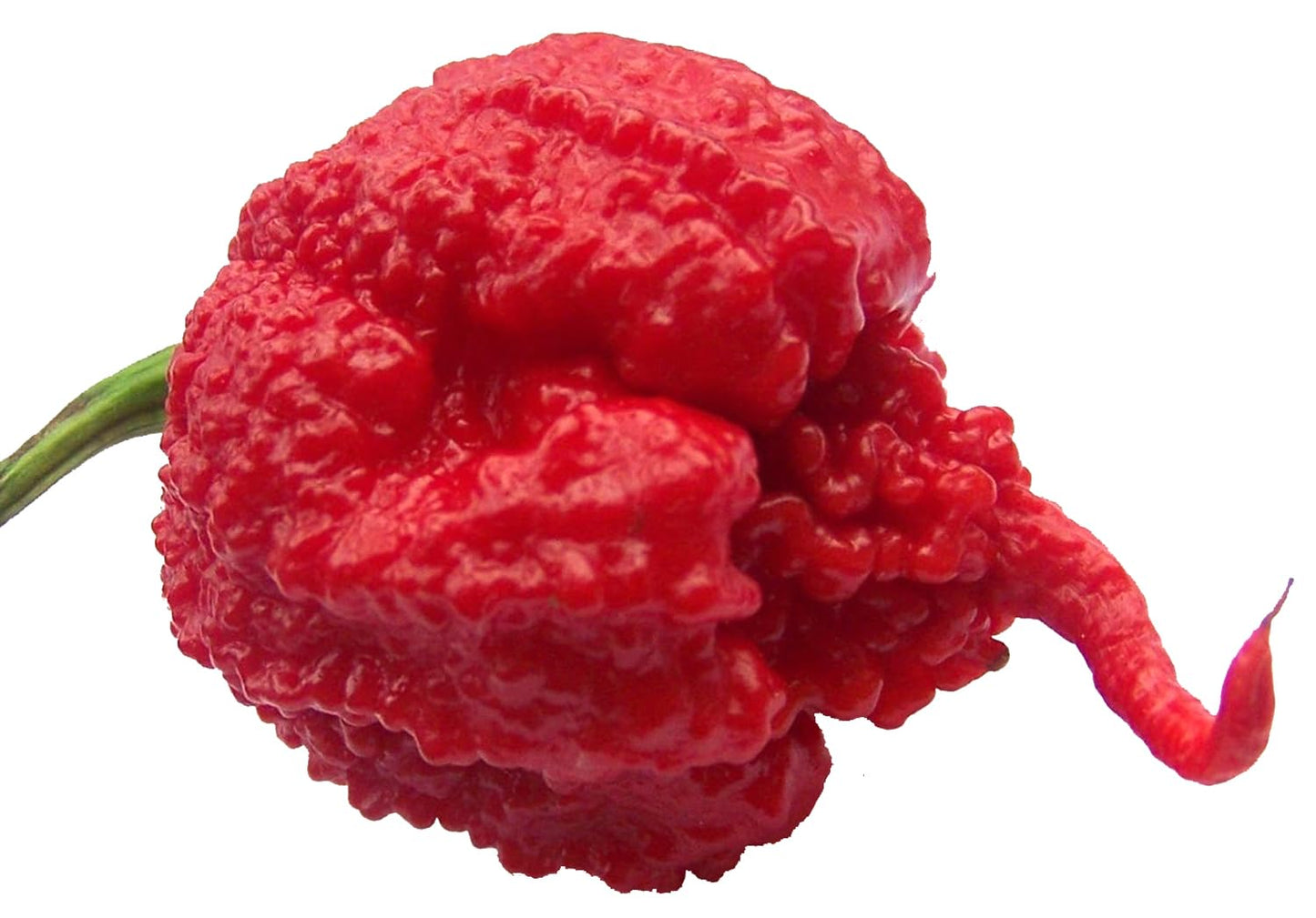 Carolina Reaper Pepper Seeds for Planting, Premium Vegetable Seeds | Heirloom Non-GMO