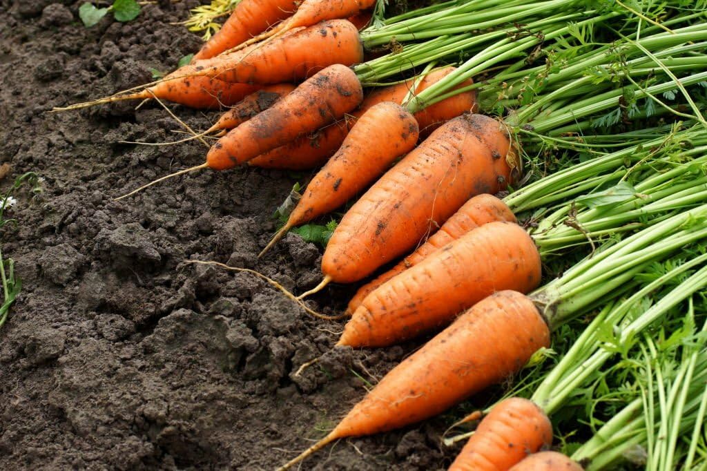 Carrot Daucus carota Seeds for Planting in Vegetable Patch and Garden for Planting, Premium Vegetable Seeds | Heirloom N