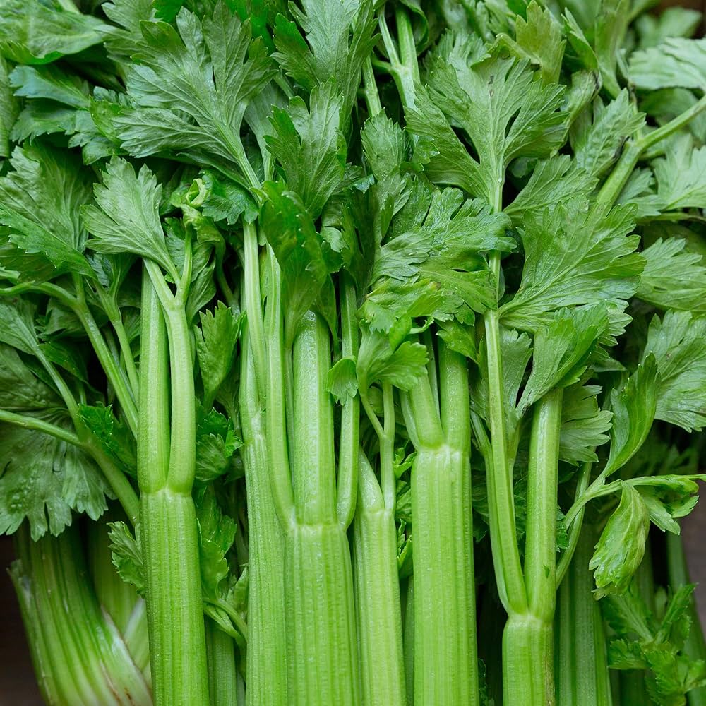 Celery Apium Graveolens Vegetable Seeds for Planting, Premium Seeds | Heirloom Non-GMO