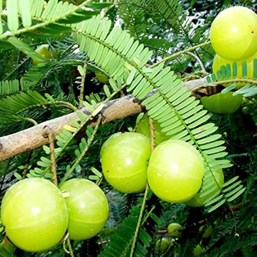 Ceylon Gooseberry Phyllanthus emblica Fruit Seeds for Planting in Garden Perennial Fruit Seeds for Home Gardens, Raised Beds & Containers