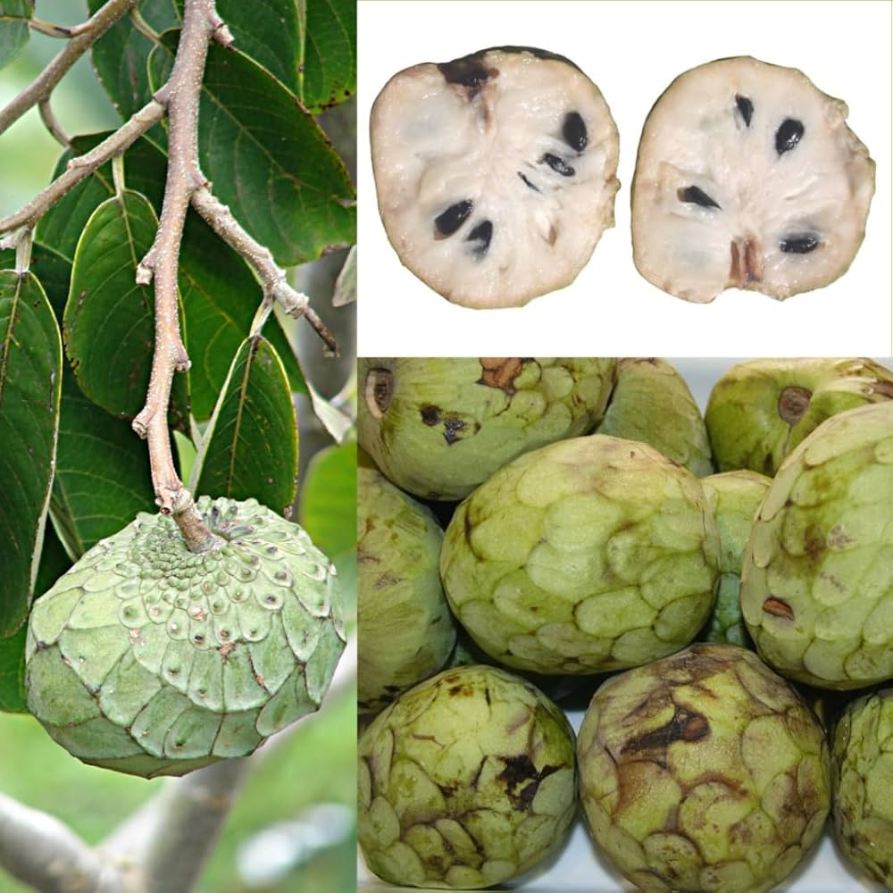 Annona Annona cherimola Fruit Seeds for Planting for Tropical Garden Fruit Seeds for Home Gardens, Containers & Outdoor Growing