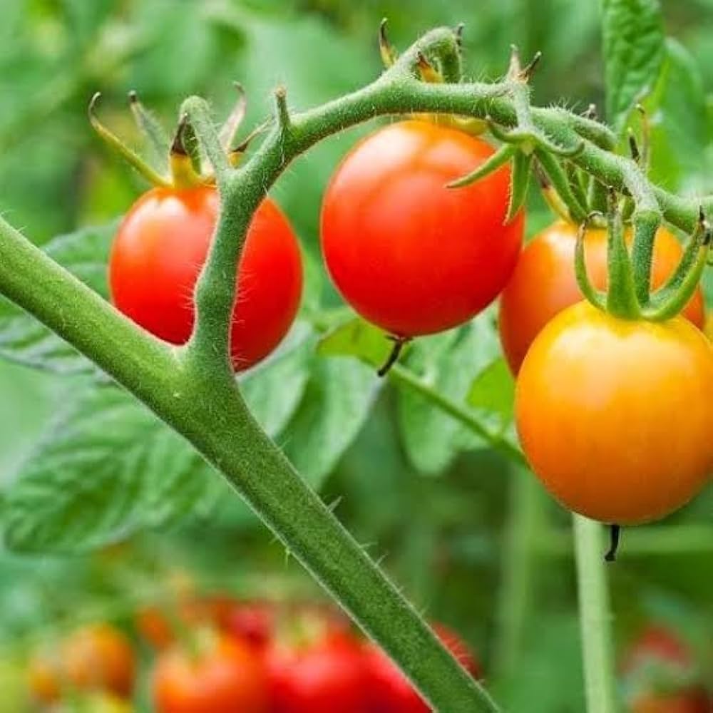 Cherry Tomato Seeds for Planting Solanum Lycopersicum balcony garden kitchen patch for Planting, Premium Vegetable Seeds