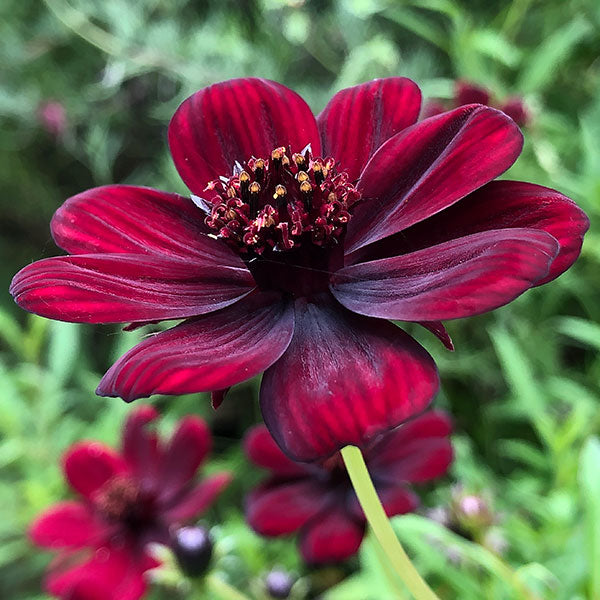 Chocolate Cosmos Flower Seeds for Planting ¨C Rare Dark Blooming Garden Variety Heirloom Non-GMO Seeds