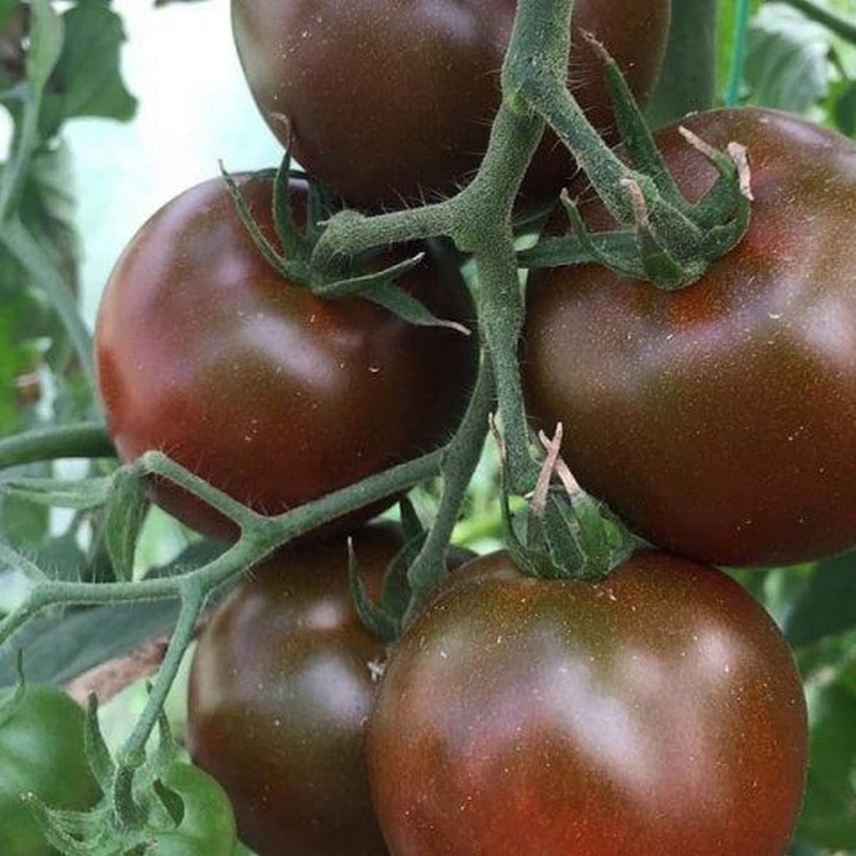 Chocolate Tomato Seeds for Planting Solanum Lycopersicum urban garden gourmet patch for Planting, Premium Vegetable Seed