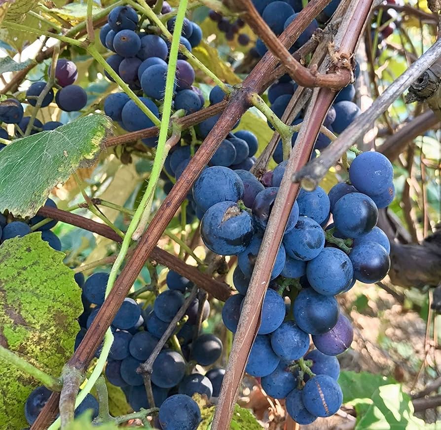Concord Grape Vitis labrusca Fruit Seeds for Planting in Vineyard and Garden Fruit Vine Seeds for Home Gardens, Trellises & Outdoor Growing