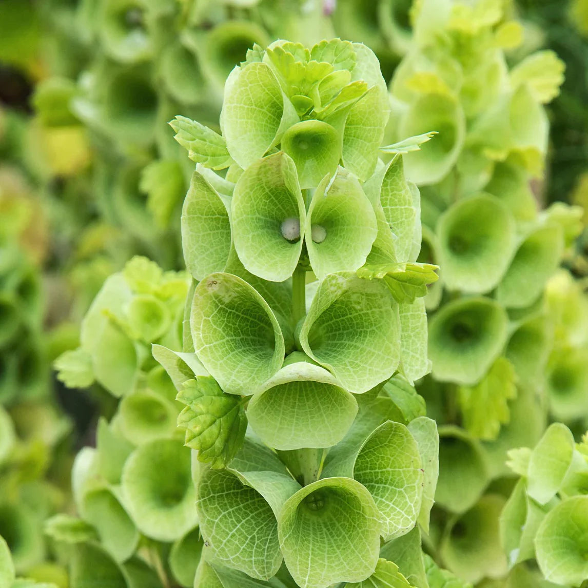 Bells of Ireland Flower Seeds for Planting ¨C Green Blooming Ornamental Variety Heirloom Non-GMO Seeds