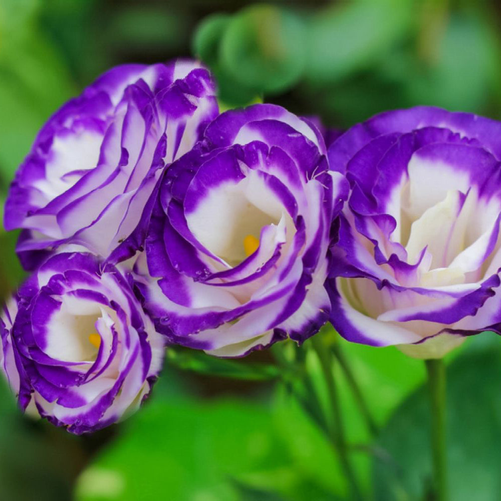 Lisianthus Flower Seeds for Planting ¨C Elegant Blooming Ornamental Garden Variety Heirloom Non-GMO Seeds