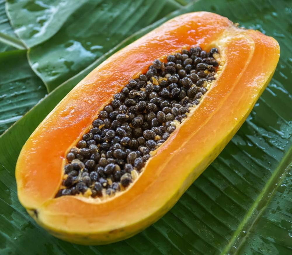 Dwarf Sweet Papaya Carica papaya Fruit Seeds for Planting in Tropical Garden Tropical Fruit Seeds for Home Gardens, Containers & Outdoor Growing