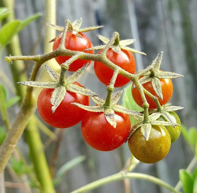 Everglades Tomato Solanum lycopersicum Vegetable Seeds for Planting in Vegetable Patch for Planting, Premium Vegetable S