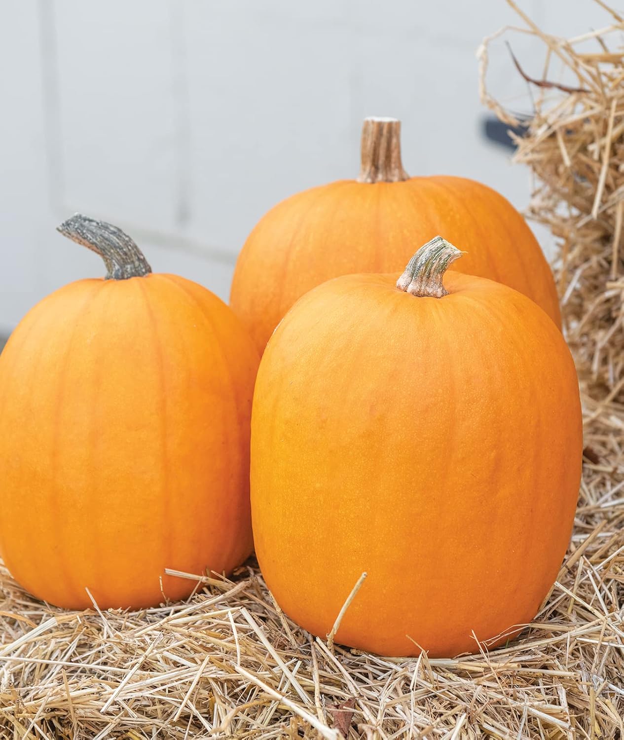 Large Pumpkin Cucurbita pepo Seeds for Planting in Garden for Planting, Premium Seeds | Heirloom Non-GMO