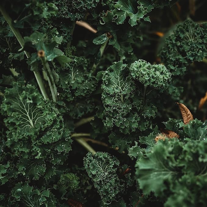 Kale Brassica oleracea Vegetable Seeds for Planting in Vegetable Patch for Planting, Premium Seeds | Heirloom Non-GMO