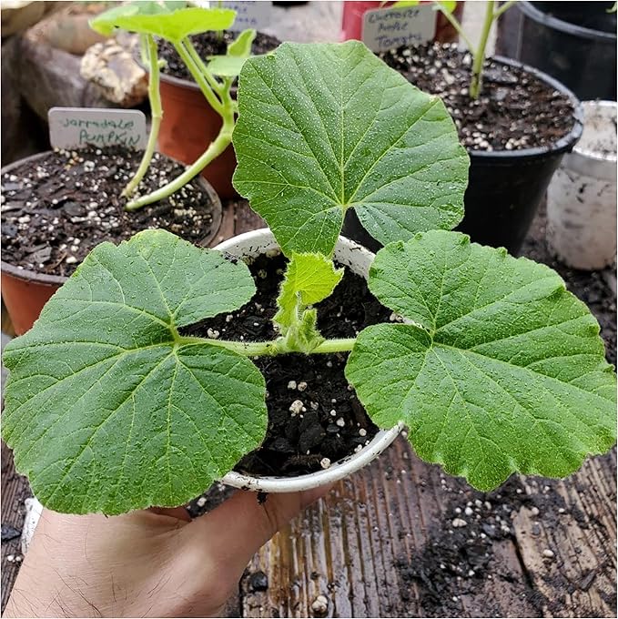 Pumpkin Cucurbita pepo Vegetable Seeds for Planting in Vegetable Patch for Planting, Premium Seeds | Heirloom Non-GMO